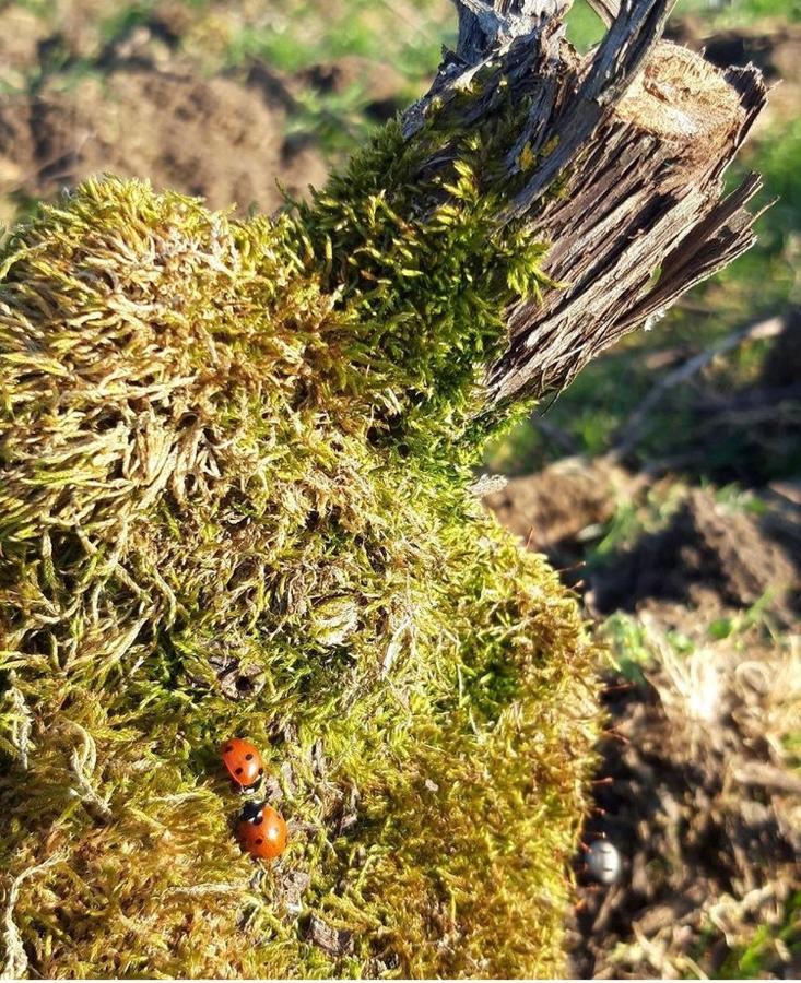 فيلا Floressens En Champagne Terrasse Privative Sur Le Vignoble Fleury-la-Riviere المظهر الخارجي الصورة