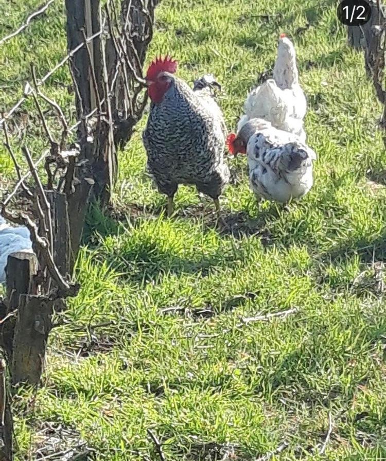 فيلا Floressens En Champagne Terrasse Privative Sur Le Vignoble Fleury-la-Riviere المظهر الخارجي الصورة
