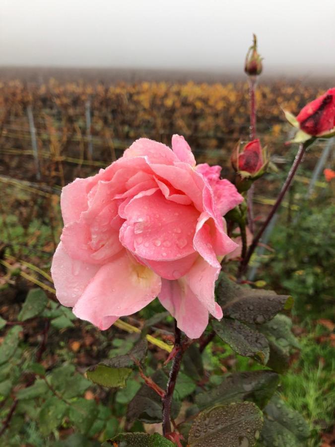 فيلا Floressens En Champagne Terrasse Privative Sur Le Vignoble Fleury-la-Riviere المظهر الخارجي الصورة