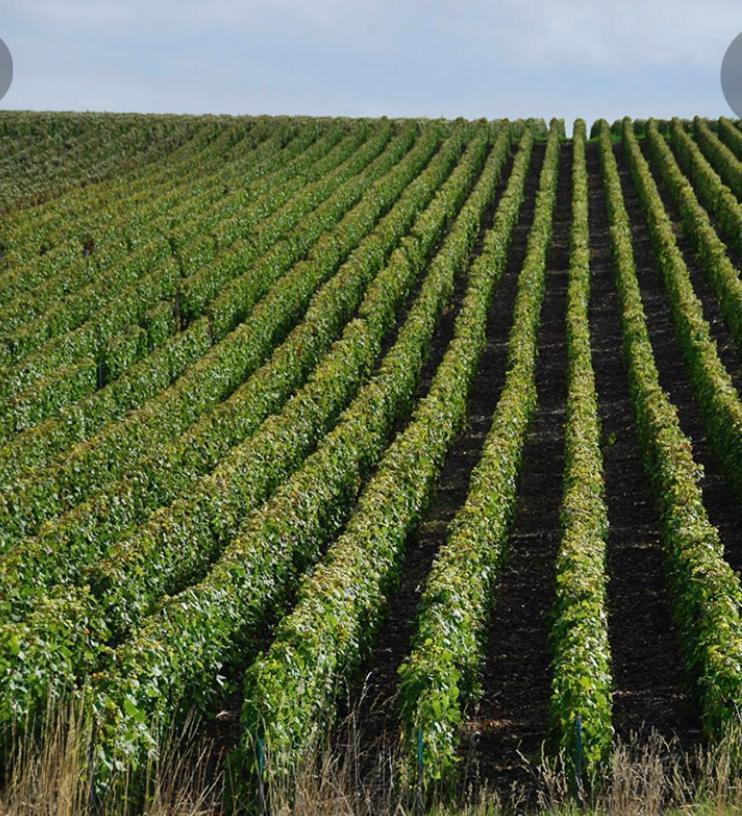 فيلا Floressens En Champagne Terrasse Privative Sur Le Vignoble Fleury-la-Riviere المظهر الخارجي الصورة
